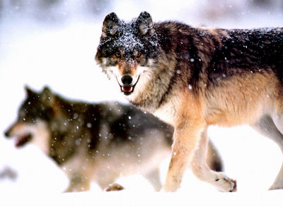 ��(y��u)����I(y��)��Ҫ&ldquo;���Կ���(j��ng)��&rdquo;�DƬ